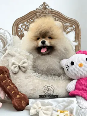 Przepiękna suczka Pomeranian Szpic Miniaturowy FCI 3