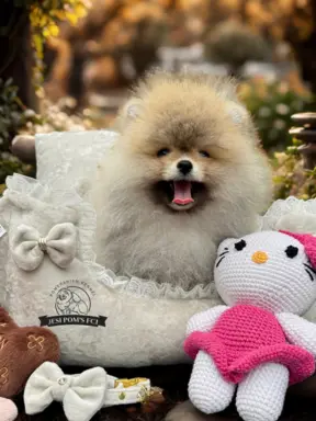 Przepiękna suczka Pomeranian Szpic Miniaturowy FCI 1