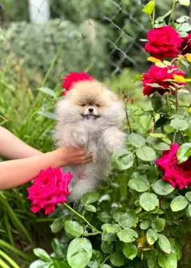 Przepiękna suczka Pomeranian Szpic Miniaturowy FCI 4