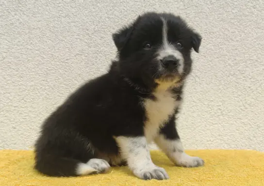 BORDER COLLIE z Hodowli - Rasowy pies z pełną dok. przebadan 1