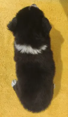 BORDER COLLIE z Hodowli - Rasowy pies z pełną dok. przebadan 2