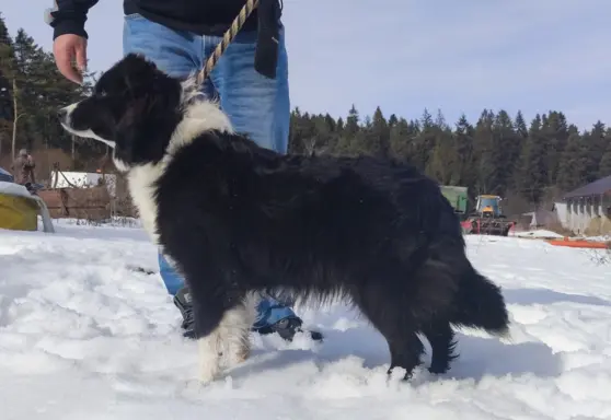BORDER COLLIE z Hodowli - Rasowy pies z pełną dok. przebadan 7