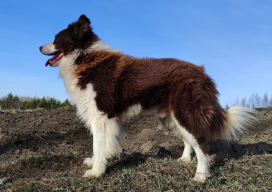 BORDER COLLIE z Hodowli - Rasowy pies z pełną dok. przebadan 5