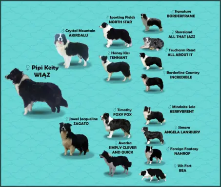 BORDER COLLIE z Hodowli - Rasowy pies z pełną dok. przebadan 8
