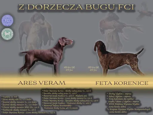 Szczenięta wyżła niemieckiego krótkowłosego Z Dorzecza Bugu 1