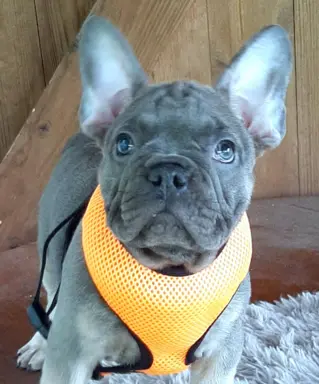 Buldog francuski sunia i piesek 1