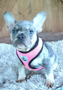 Buldog francuski sunia i piesek 2