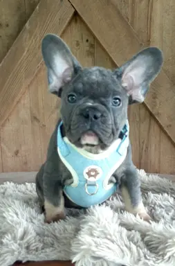 Buldog francuski sunia i piesek 4
