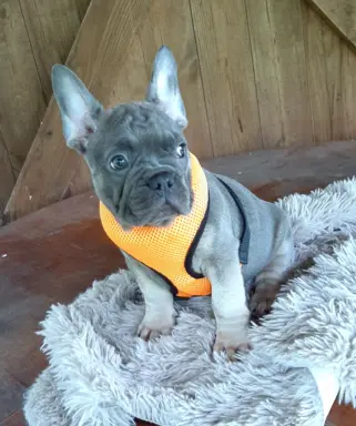Buldog francuski sunia i piesek 8