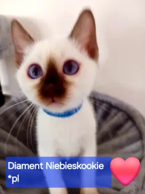 Kocurek tajski Diament z rodowodem Wcf Niebieskookie *pl 1