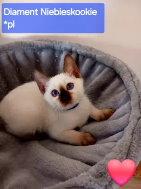 Kocurek tajski Diament z rodowodem Wcf Niebieskookie *pl 8