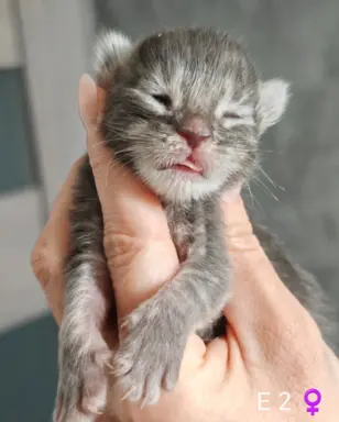 Kocięta Maine Coon Blue Aura 5