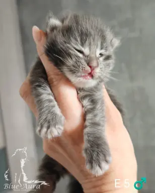 Kocięta Maine Coon Blue Aura 6
