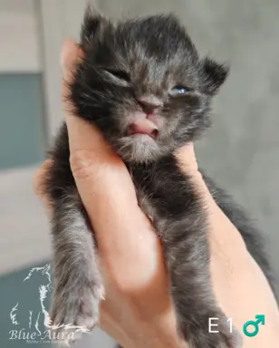 Kocurek  Maine Coon Blue Aura*Pl 2