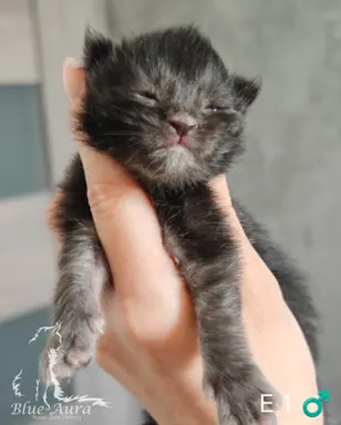 Kocurek  Maine Coon Blue Aura*Pl 3