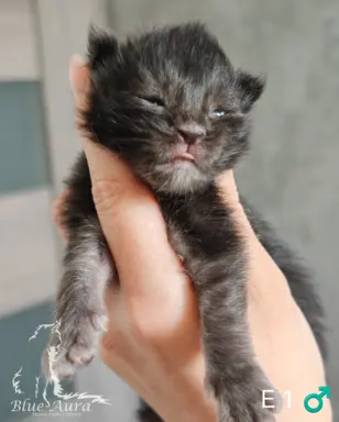 Kocurek  Maine Coon Blue Aura*Pl 4