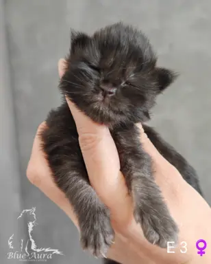 Kocurek  Maine Coon Blue Aura*Pl 1