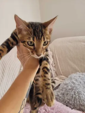 Kocięta Bengalskie , kotka bengalska, Kocurek bengalski 1