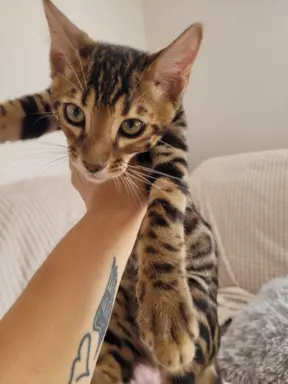 Kocięta Bengalskie , kotka bengalska, Kocurek bengalski 2