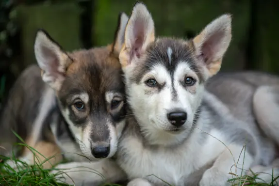 Szczeniaki SIBERIAN HUSKY po sportowych rodzicach FCI ZKwP 1
