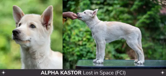 Szczeniaki SIBERIAN HUSKY po sportowych rodzicach FCI ZKwP 2