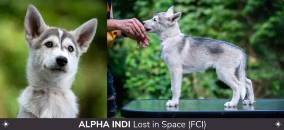 Szczeniaki SIBERIAN HUSKY po sportowych rodzicach FCI ZKwP 3