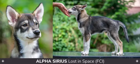 Szczeniaki SIBERIAN HUSKY po sportowych rodzicach FCI ZKwP 4