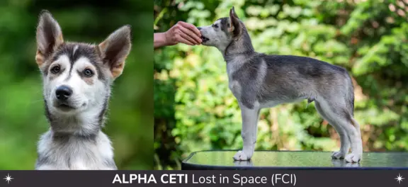 Szczeniaki SIBERIAN HUSKY po sportowych rodzicach FCI ZKwP 5