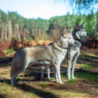 Szczeniaki SIBERIAN HUSKY po sportowych rodzicach FCI ZKwP 6