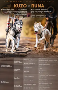 Szczeniaki SIBERIAN HUSKY po sportowych rodzicach FCI ZKwP 7