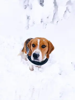 Szczeniaki beagle do rezerwacji 4