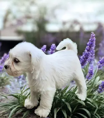 Sznaucer miniaturowy biały 5