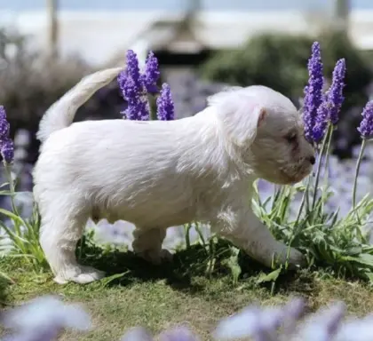 Sznaucer miniaturowy biały 3