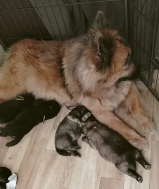 Eurasier - dostepne szczenięta 1