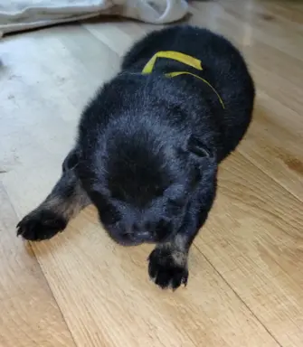 Eurasier - dostepne szczenięta 3