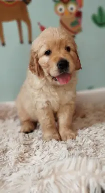 Szczeniak golden retriever 3