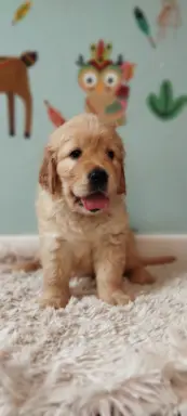 Szczeniak golden retriever 4