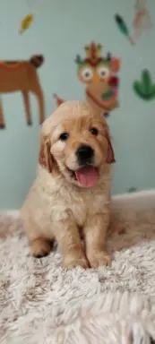 Szczeniak golden retriever 1