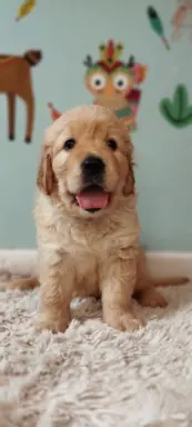 Szczeniak golden retriever 5