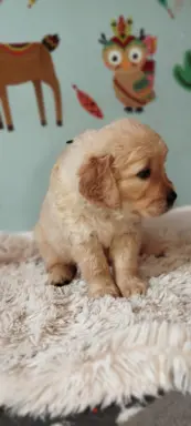 Szczeniak golden retriever 6