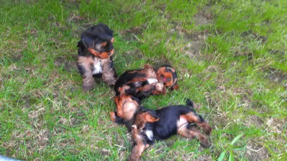 Szczeniaki yorki terrierki 3
