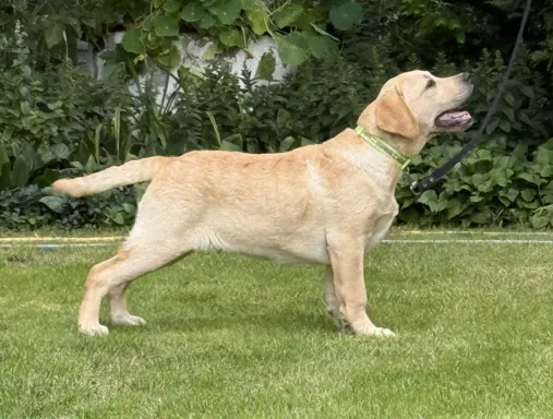 Labrador retriever biszkoptowe szczenięta ZKwP 2