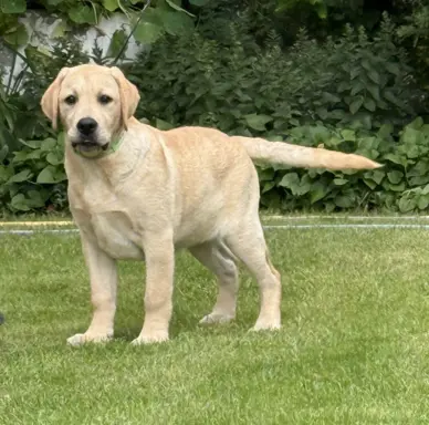 Labrador retriever biszkoptowe szczenięta ZKwP 1