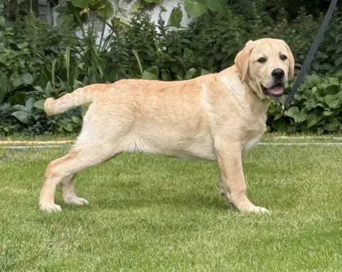 Labrador retriever biszkoptowe szczenięta ZKwP 4