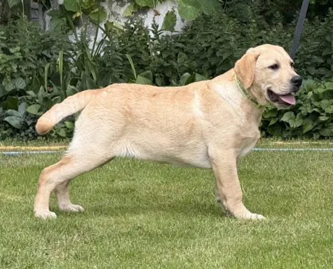 Labrador retriever biszkoptowe szczenięta ZKwP 5