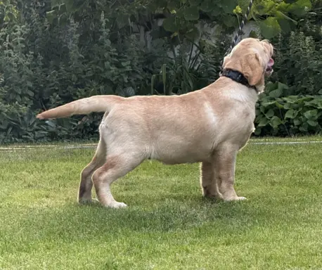 Labrador retriever biszkoptowe szczenięta ZKwP 6
