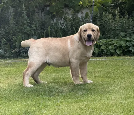 Labrador retriever biszkoptowe szczenięta ZKwP 7