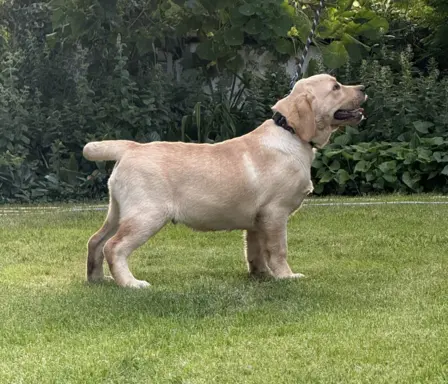 Labrador retriever biszkoptowe szczenięta ZKwP 8