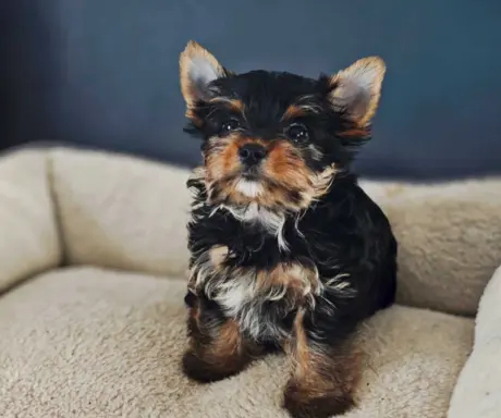 Piekne szczeniaki Yorkshire Terrier 3