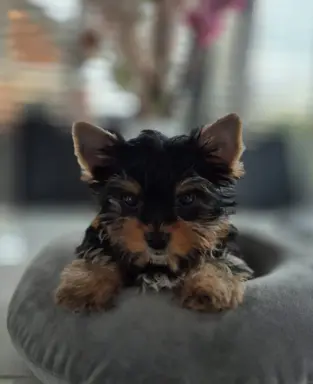 Piekne szczeniaki Yorkshire Terrier 1